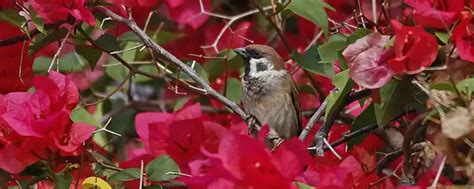 麻雀會築巢嗎|【麻雀祕密】麻雀真的變少了？「害鳥」其實是誤會？。